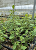 Lycium barbarum, Red Goji Berry Fruit Shrub - Live Plant