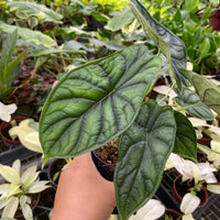 Alocasia Dragon Scale - Exotic Tropical Beauty | Rare Live Houseplant 4" pot