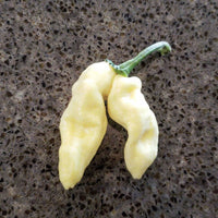 White Devils Tongue Pepper Seeds, Garden Vegetable Rarity
