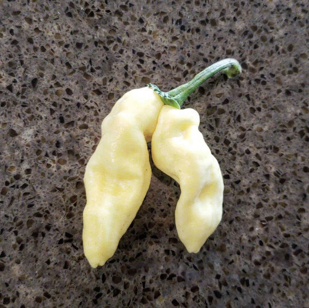 White Devils Tongue Pepper Seeds, Garden Vegetable Rarity