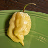 White Moruga Scorpion Pepper Seeds, Super Hot Fruity Chili Garden Vegetables