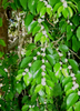 Eugenia axillaris, White Berry Stopper Shrub - Live Plant