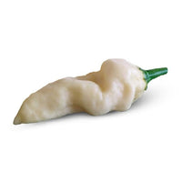 White Devils Tongue Pepper Seeds, Garden Vegetable Rarity