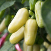 Rare White Habanero Pepper Seeds, Heated Garden Vegetables