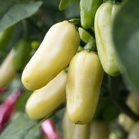 Rare White Habanero Pepper Seeds, Heated Garden Vegetables