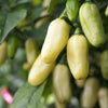 Rare White Habanero Pepper Seeds, Heated Garden Vegetables