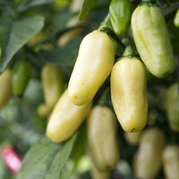 Rare White Habanero Pepper Seeds, Heated Garden Vegetables