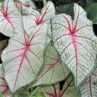 Caladium 3 Bulbs - White Queen By Easy To Grow Bulbs