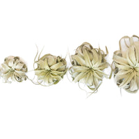 Tillandsia Xerographica Air Plants
