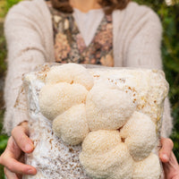Premium Lion's Mane Mushroom Fruiting Block Grow Kit - 5 LBS