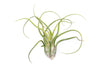 XL Tillandsia Caput Medusae - Set of 5 or 10 Air Plants