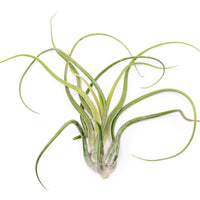 XL Tillandsia Caput Medusae - Set of 5 or 10 Air Plants