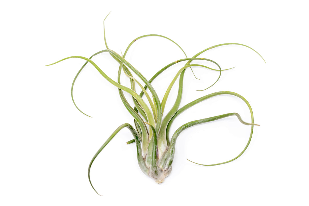 XL Tillandsia Caput Medusae - Set of 5 or 10 Air Plants