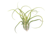XL Tillandsia Caput Medusae - Set of 5 or 10 Air Plants