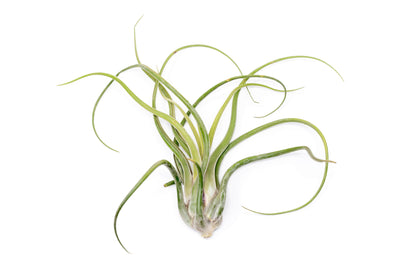 XL Tillandsia Caput Medusae - Set of 5 or 10 Air Plants