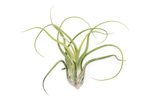 XL Tillandsia Caput Medusae - Set of 5 or 10 Air Plants