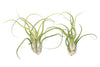 XL Tillandsia Caput Medusae - Set of 5 or 10 Air Plants