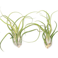 XL Tillandsia Caput Medusae - Set of 5 or 10 Air Plants