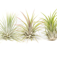 XL Tillandsia Ionantha Guatemala Air Plants - Set of 10 or 20