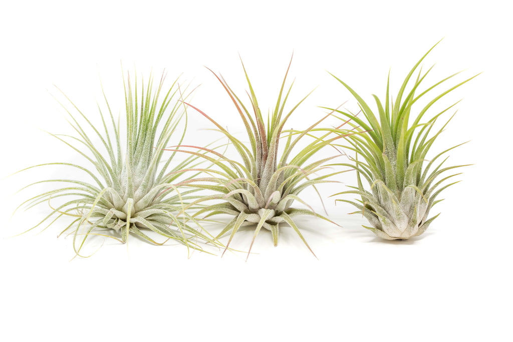 XL Tillandsia Ionantha Guatemala Air Plants - Set of 10 or 20