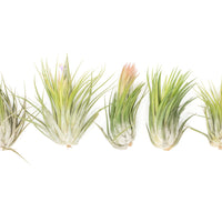 Large Tillandsia Ionantha Scaposa