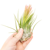 SALE - Large Tillandsia Ionantha Scaposa - Set of 10 or 20 Air Plants - 40% Off