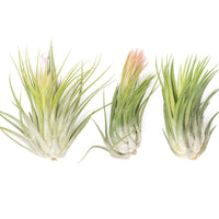 Large Tillandsia Ionantha Scaposa