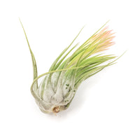 Large Tillandsia Ionantha Scaposa