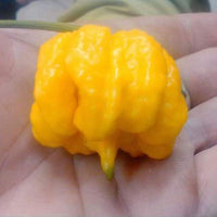 Yellow Reaper Pepper Seeds, Intense Heat Garden Vegetables