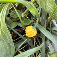 Yellow Brazilian Starfish Pepper Seeds, Fruity Chilis, Garden Vegetables