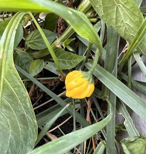 Yellow Brazilian Starfish Pepper Seeds, Fruity Chilis, Garden Vegetables