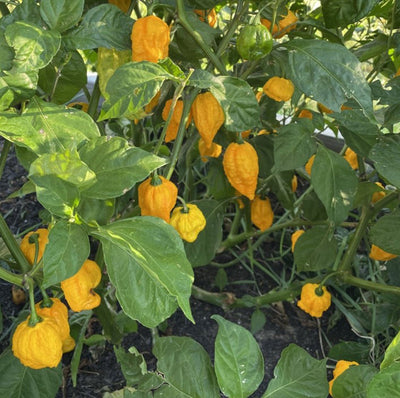 Yellow Fever Pepper Seeds, Super Hot Garden Vegetables