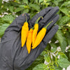 Lemon Drop Pepper Seeds, Garden Vegetables