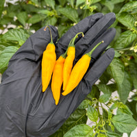 Lemon Drop Pepper Seeds, Garden Vegetables