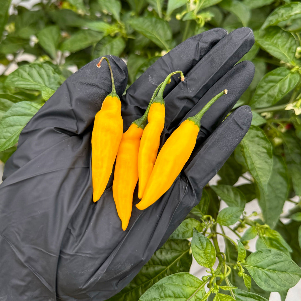 Lemon Drop Pepper Seeds, Garden Vegetables