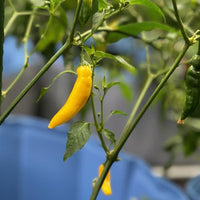 Lemon Drop Pepper Seeds, Garden Vegetables
