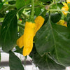 Yellow Peter Pepper Seeds (Non-Isolated), Rare Exotic Garden Vegetables