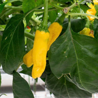 Yellow Peter Pepper Seeds (Non-Isolated), Rare Exotic Garden Vegetables