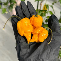Yellow Reaper Pepper Seeds, Intense Heat Garden Vegetables