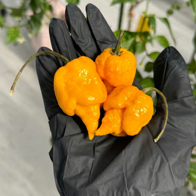 Yellow Reaper Pepper Seeds, Intense Heat Garden Vegetables
