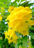 Tecoma stans, Flowering Yellow Elder Trumpet Shrub - Live Plant