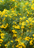 Tecoma stans, Flowering Yellow Elder Trumpet Shrub - Live Plant