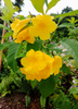 Tecoma stans, Flowering Yellow Elder Trumpet Shrub - Live Plant