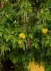 Tecoma stans, Flowering Yellow Elder Trumpet Shrub - Live Plant