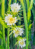 Selenicereus megalanthus, Yellow Dragon Fruit, Live Cactus Plant