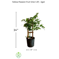 Yellow Passion Fruit Vine, Maracuya Amarillo Live Plant