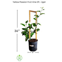 Yellow Passion Fruit Vine, Maracuya Amarillo Live Plant