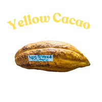 Trinitao Cacao Tree Yellow, Long Ribbed – Fruit-Bearing Chocolate Theobroma Cacao Tree