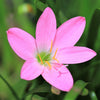 Rain Lily 12 Bulbs - Robusta Pink By Easy To Grow Bulbs