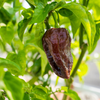Rare Super Hot Abyss Chocolate Pepper Seeds, Garden Vegetables